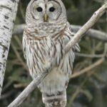 Build a Barred Owl Nesting Box with Tom Parmelee