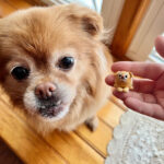 Sculpt-A-Pet Workshop with Clay by Hillary