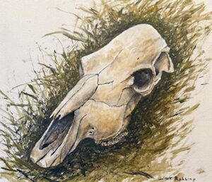 Jack Robbins Cow Skull.jpg