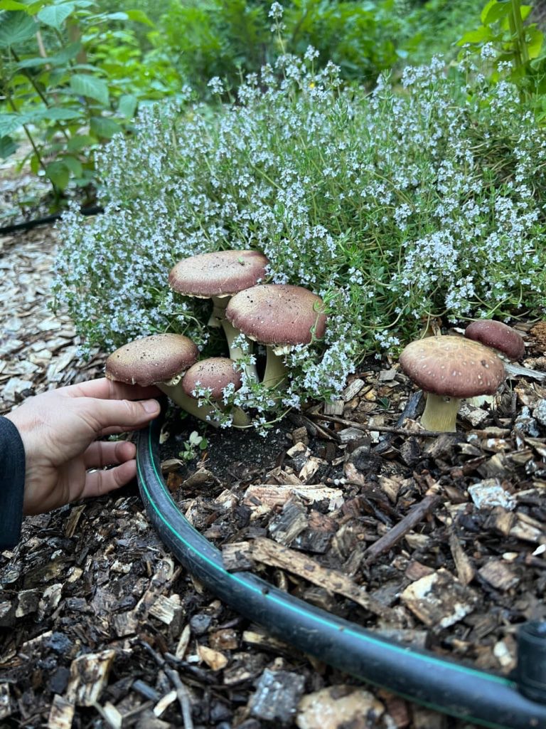 Garden Mushrooms: Wine Cap Inoculation with Spore and Seed