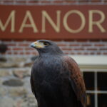 Intro to Raptors with MD School of Falconry